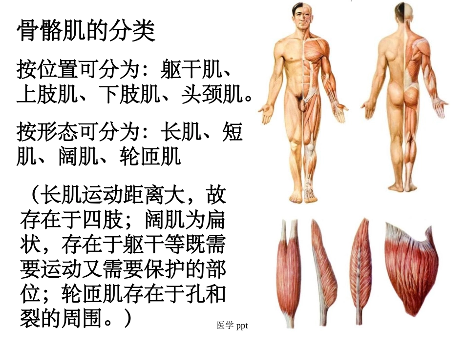 系统解剖学运动系统肌学_第3页