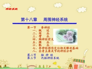 系统解剖学周围神经系统脊神经