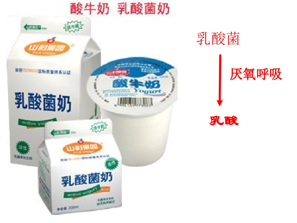 细胞呼吸厌氧呼吸_第2页