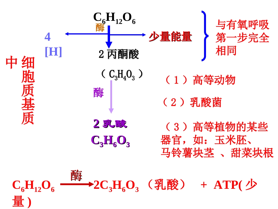 细胞呼吸厌氧呼吸_第3页