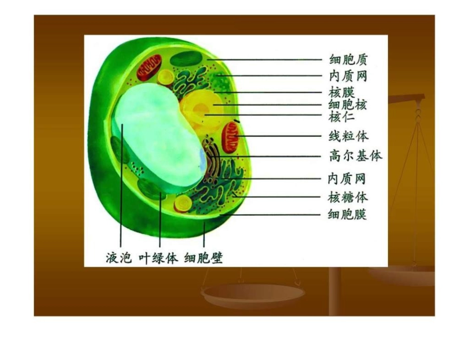 细胞器系统内的分工合作_第3页