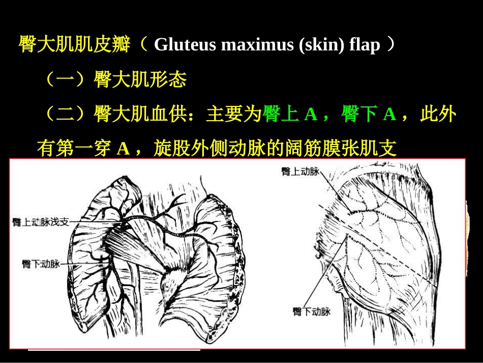 下肢后面显微解剖学_第3页