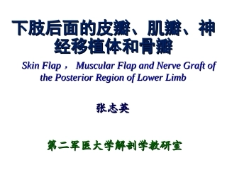 下肢后面显微解剖学