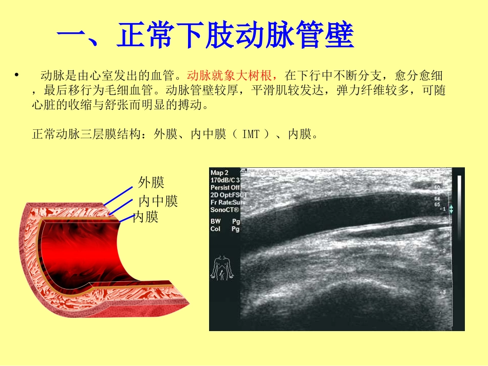 下肢血管的超声检查及正常声像图_第2页