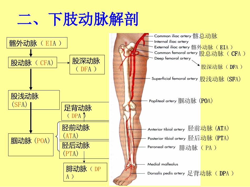下肢血管的超声检查及正常声像图_第3页