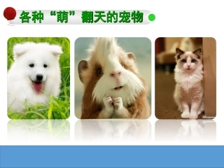 先天性行为和学习行为公开课课件