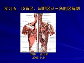 项背区肩胛区和三角肌区解剖
