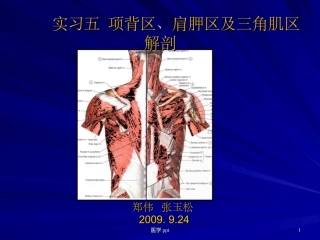 项背区肩胛区及三角肌区解剖