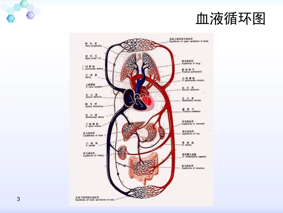 小儿急性肾小球肾炎的护理课件_第3页