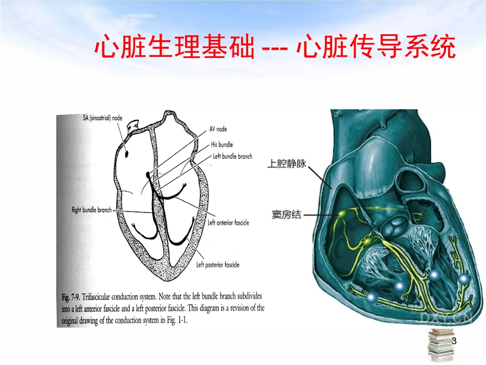小儿心律失常医学课件_第3页