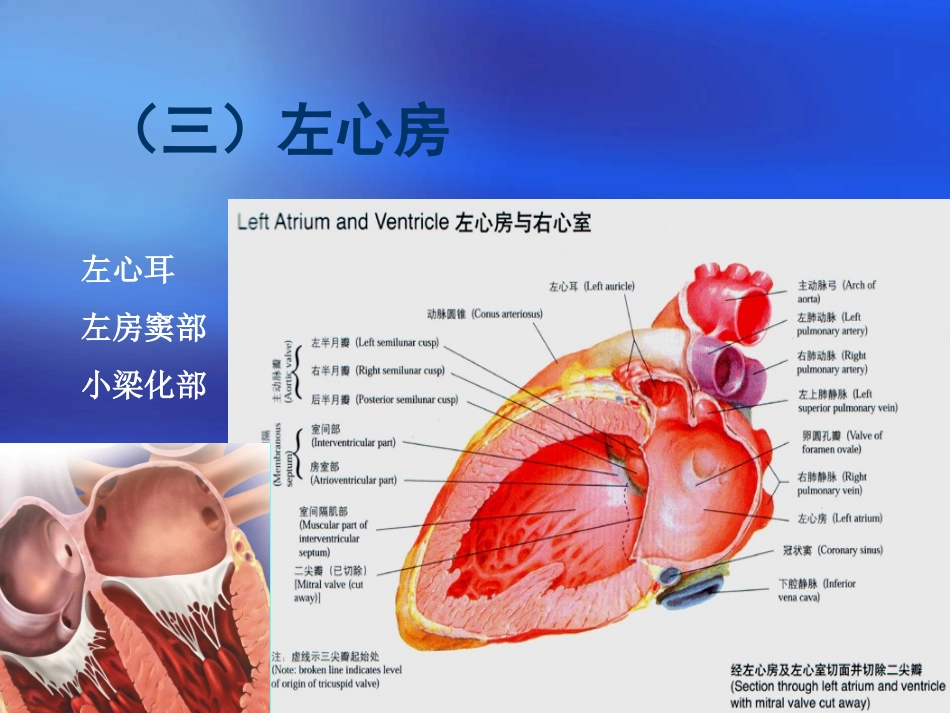 心脏三维解剖分析左心_第1页