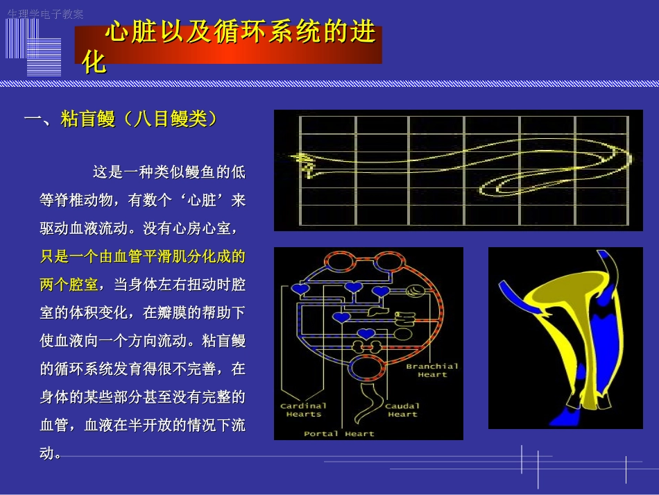 心脏以及循环系统的进化_第2页