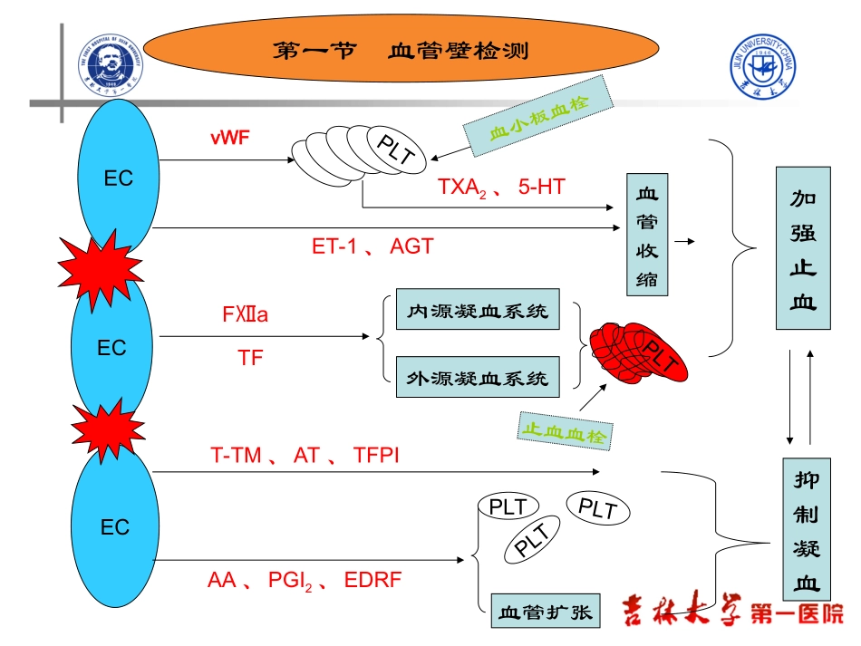 血栓和止血检测课件_第3页