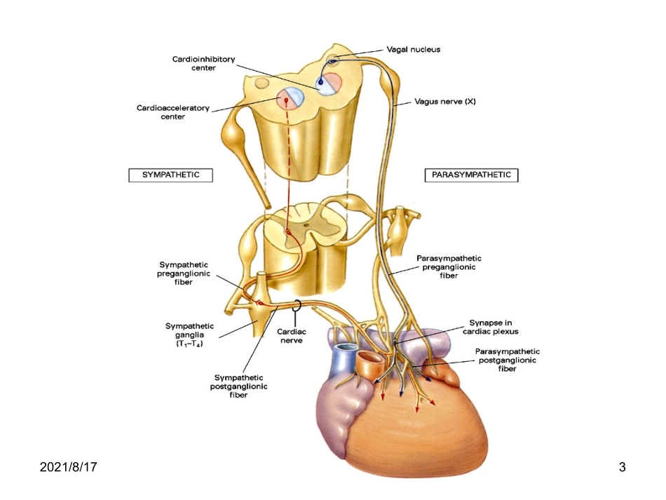 血液循环心血管活动调节_第3页