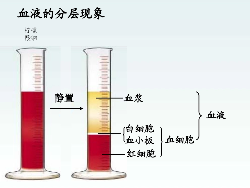 循环系统课件_第3页