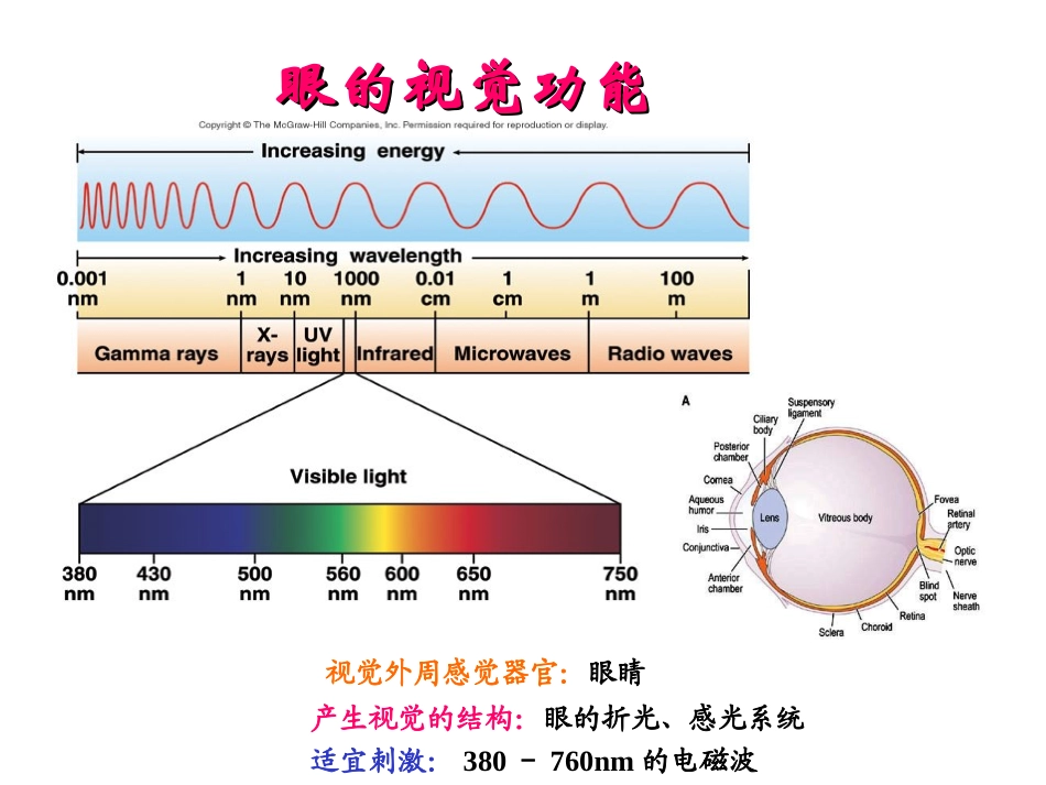 眼的视觉功能讲解_第1页