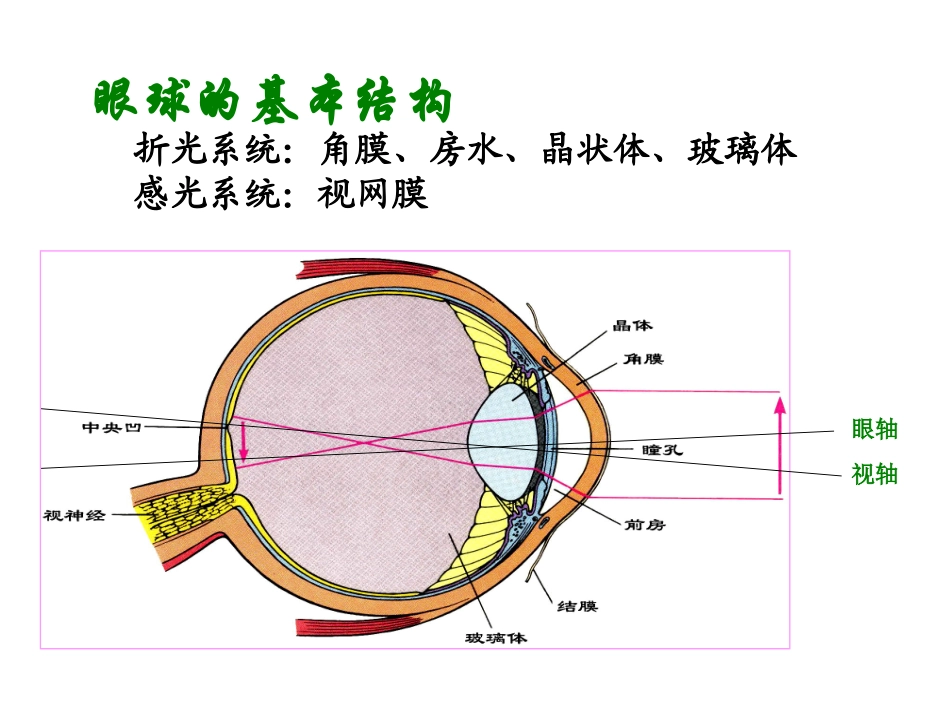 眼的视觉功能讲解_第2页
