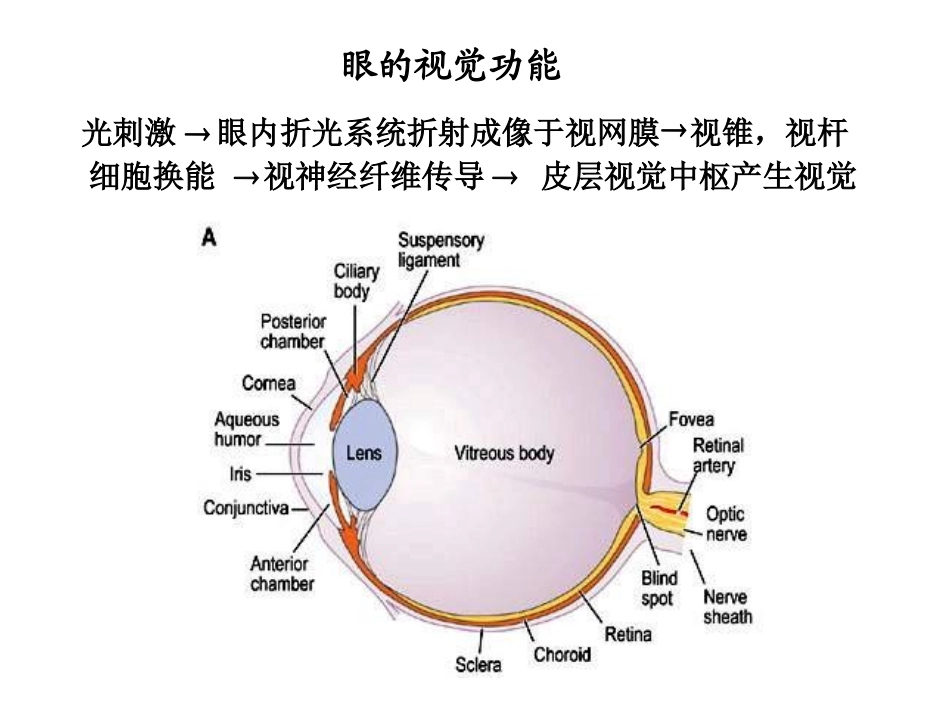 眼的视觉功能讲解_第3页
