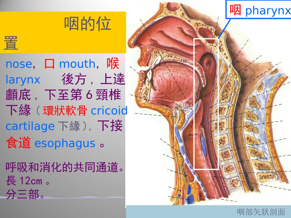 咽的解剖课件_第2页