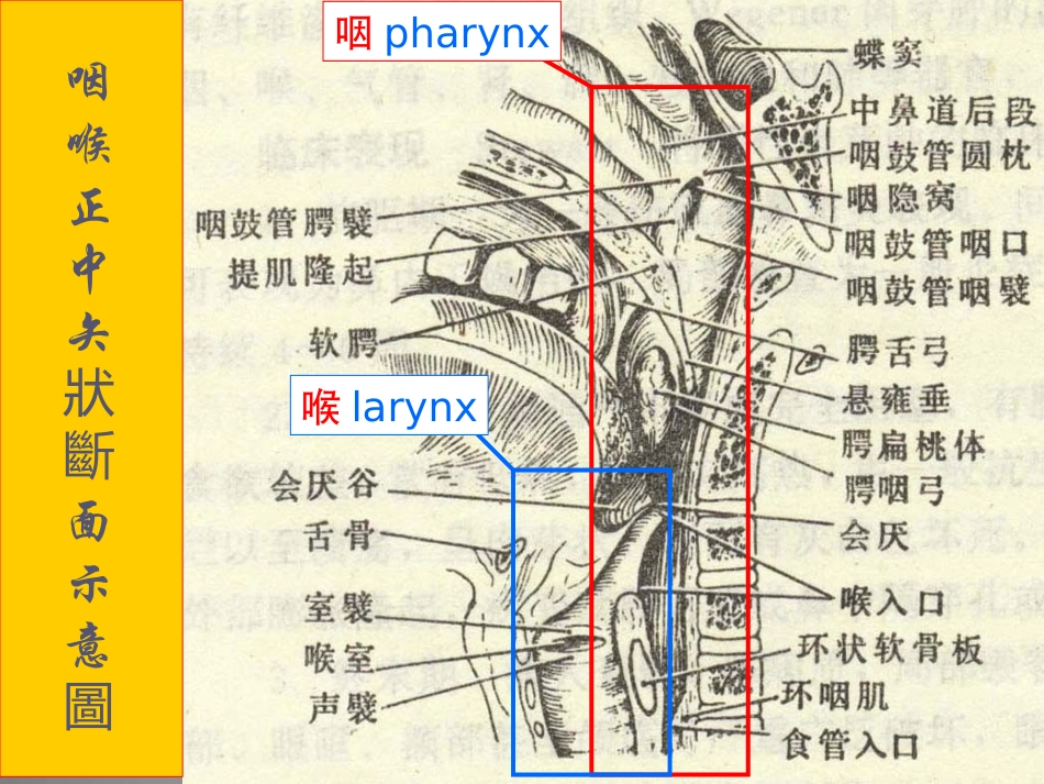 咽的解剖课件_第3页
