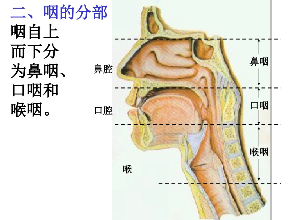 咽的解剖生理咽炎_第2页