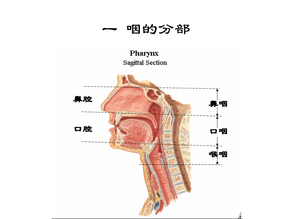 咽的应用解剖学及生理学慢性咽炎_第3页