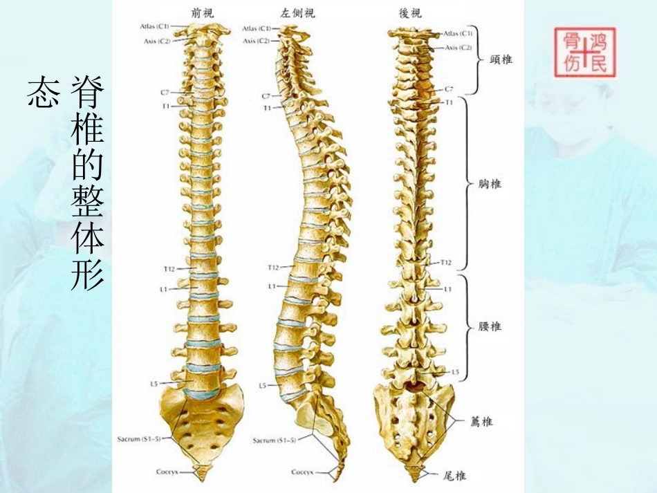 腰椎X线阅读_第3页