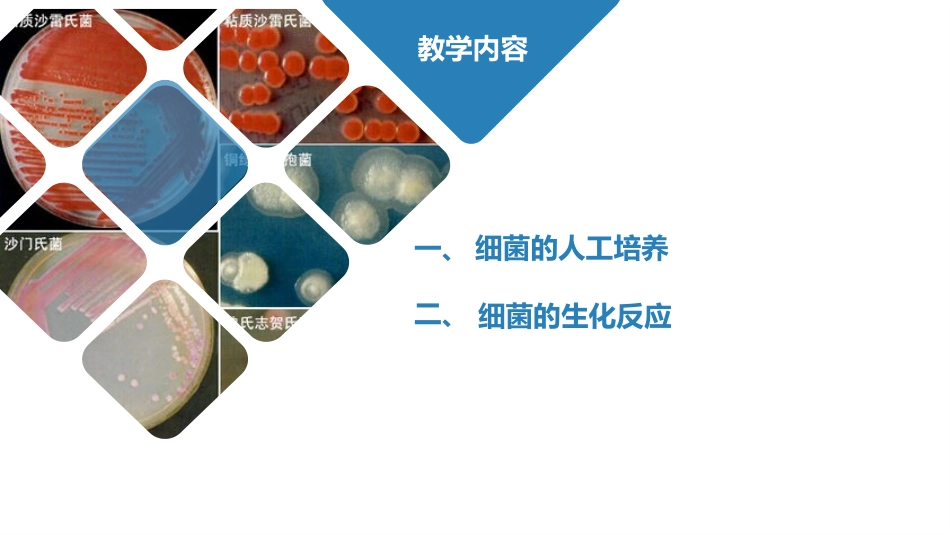 医学免疫学实验课件实验三细菌的人工培养_第2页