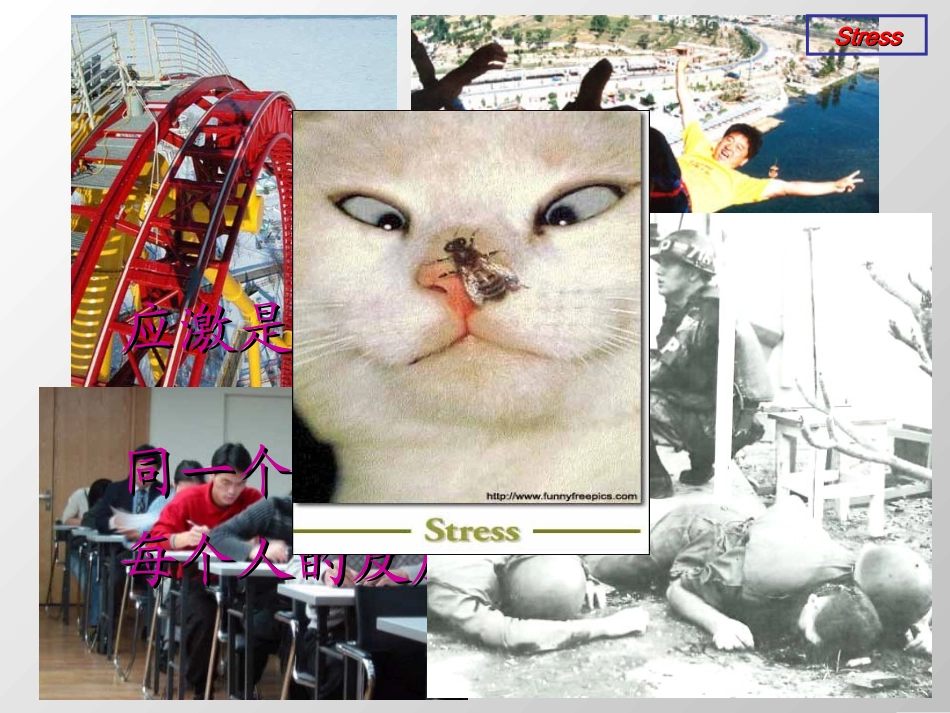 应激Stress课件_第2页