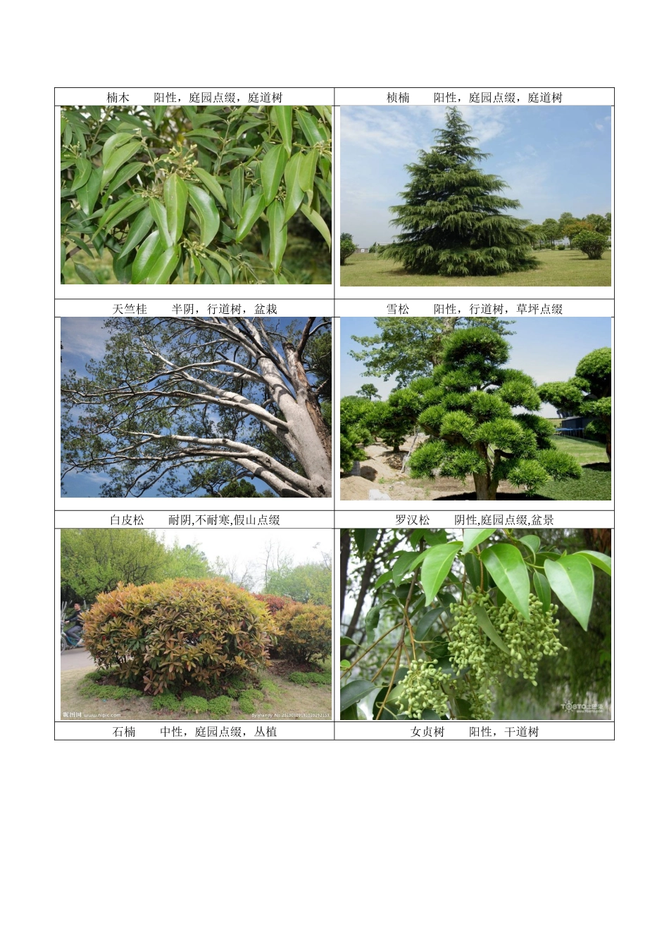四川常见园林植物_第2页