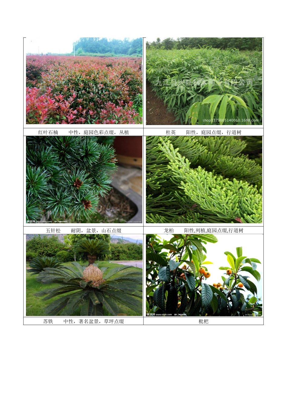四川常见园林植物_第3页
