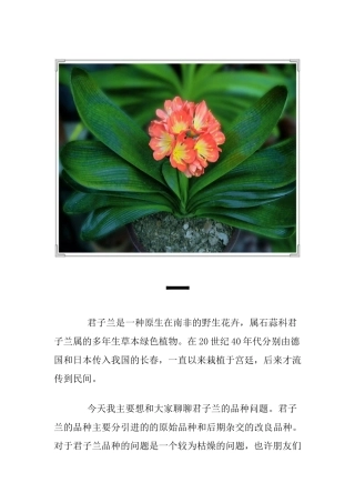 君子兰名贵品种大全(带图片)