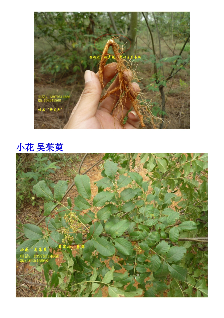 吴茱萸各品种简易鉴别(附详细解图)_第2页