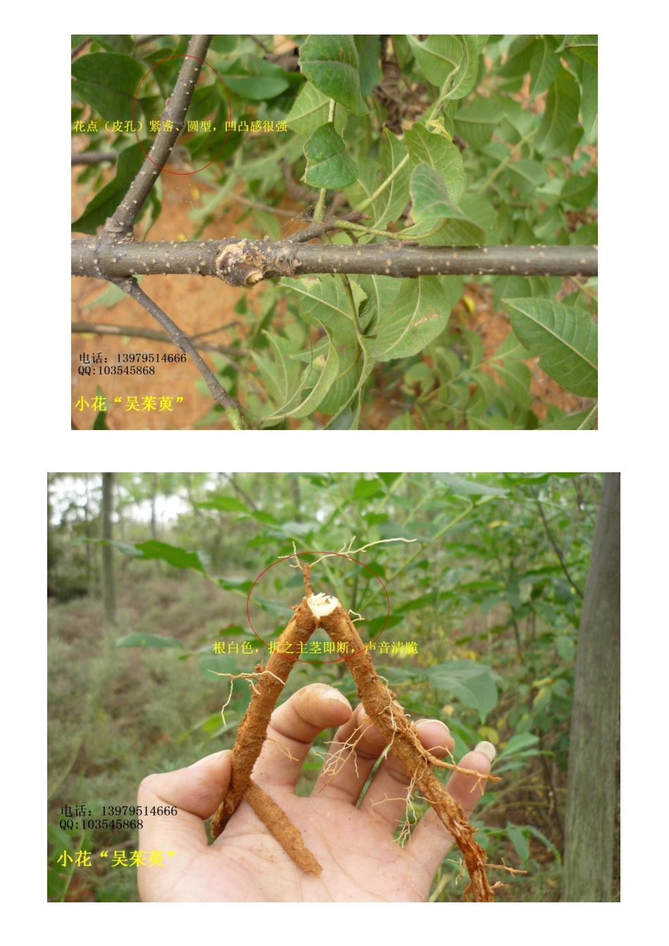吴茱萸各品种简易鉴别(附详细解图)_第3页