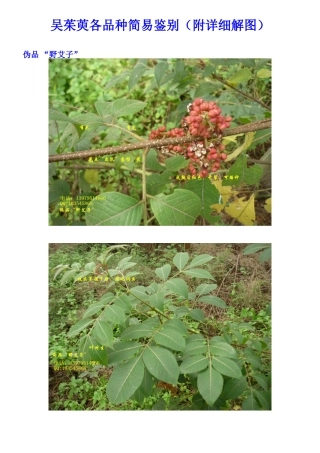 吴茱萸各品种简易鉴别(附详细解图)