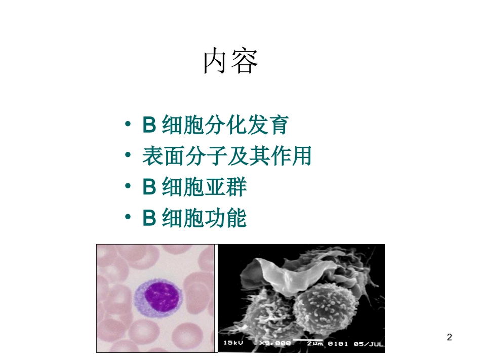 B淋巴细胞医学免疫学_第2页