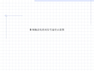 B细胞活化的双信号途径示意图
