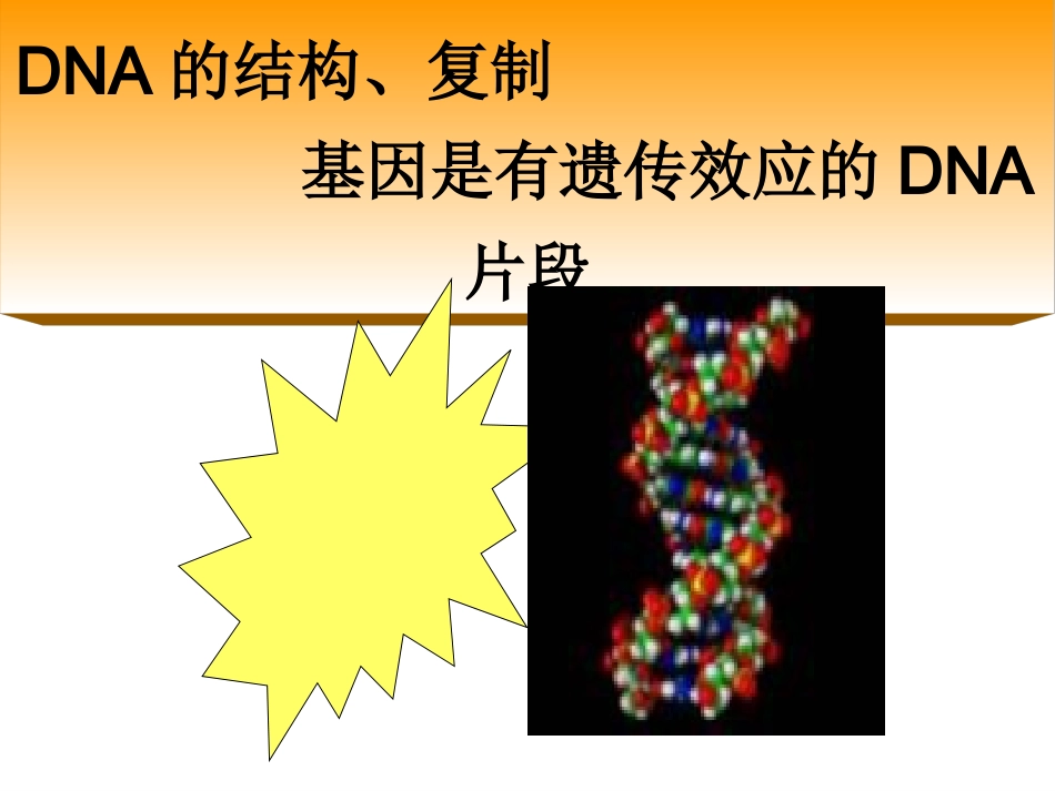 DNA的结构和复制全解_第1页