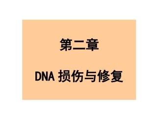 DNA的损伤与修复讲义