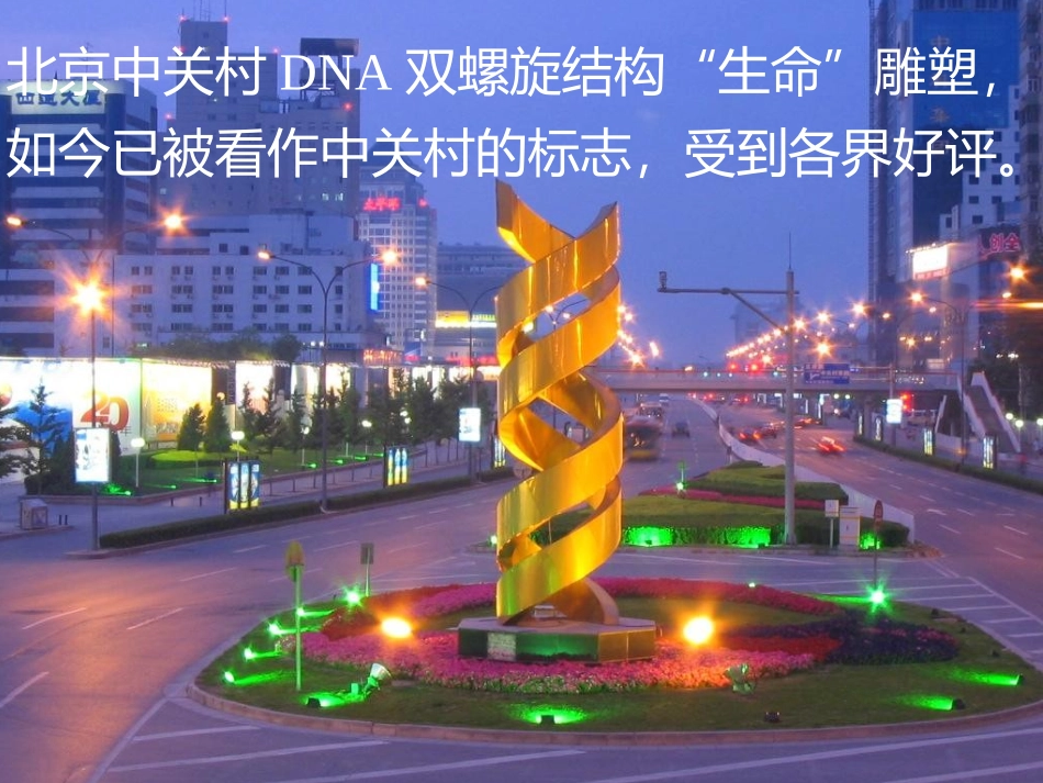 DNA分子的结构_第2页
