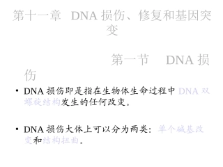 DNA碱基切除修复