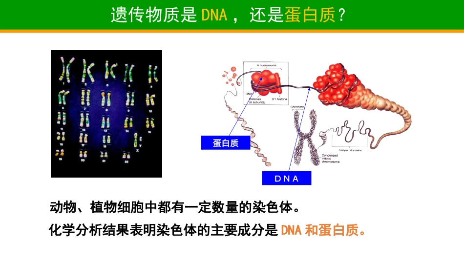 DNA是遗传物质的经典实验_第3页