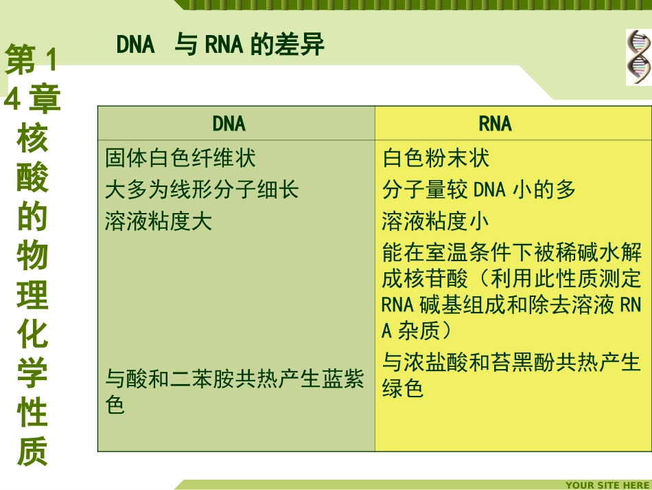 DNA与RNA的差异_第2页