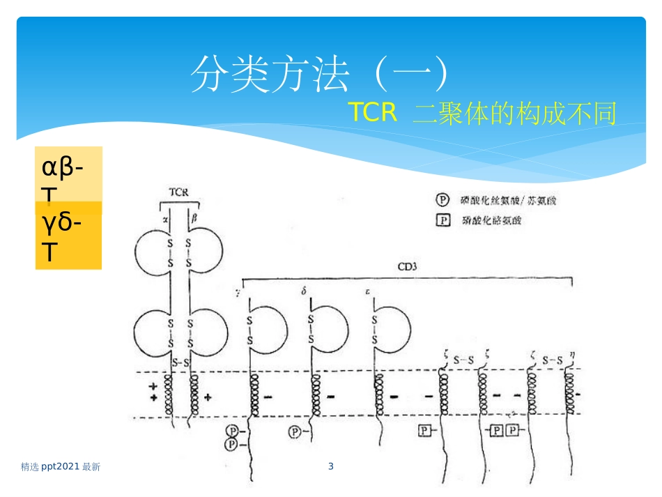 T淋巴细胞亚群及其临床意义_第3页