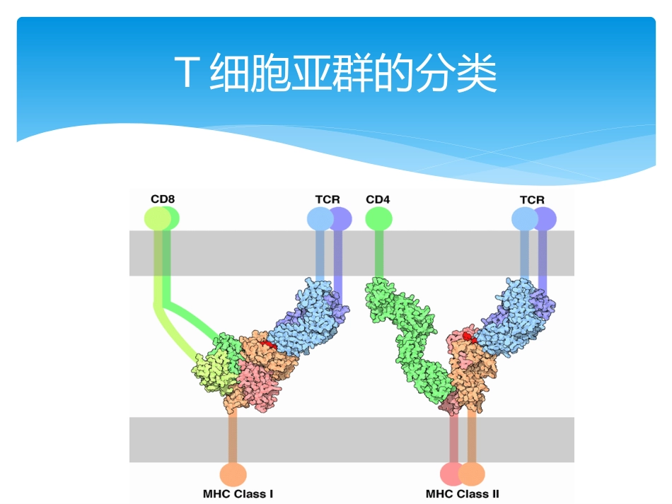 T淋巴细胞亚群及其临床意义参考_第2页