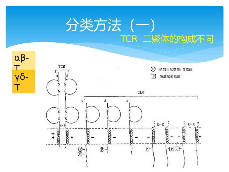 T淋巴细胞亚群及其临床意义参考_第3页