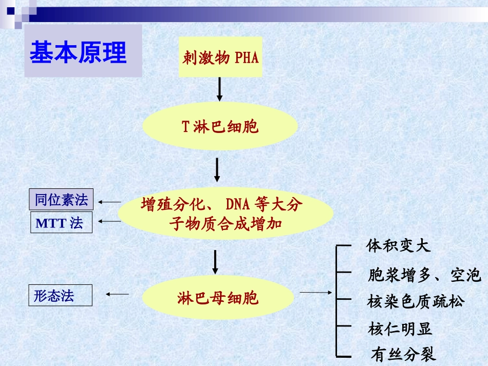 T淋巴细胞转化实验_第2页
