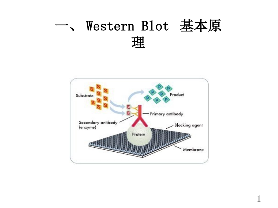 westernblotting蛋白免疫印迹_第3页
