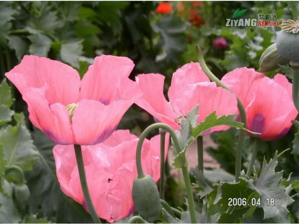 阿片受体激动药_第3页