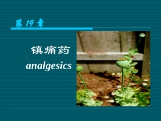 阿片受体激动药吗啡的药理作用